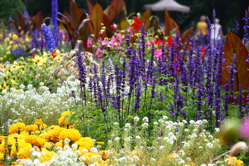 Big flower bed in a botanical garden. Various plants grow and blossom. The salvia is distinguished from all with high inflorescences with violet flowers.