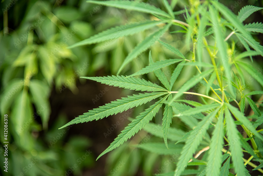 hemp grows in a field in a village hemp grows in a field in a village