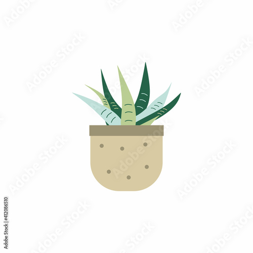 Succulent aloe vera plants ...