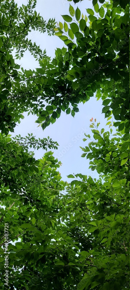 green leaves in the forest