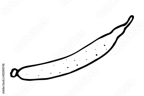 Vector isolated element. Illustration with cucumber. Vegetable. Hand drawn doodle.
