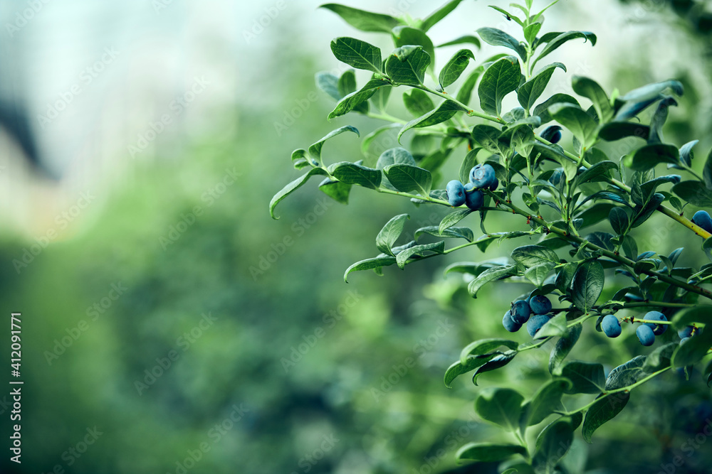 Blueberry organic farm ready for harvesting. Blueberry organic farm ready for harvesting.