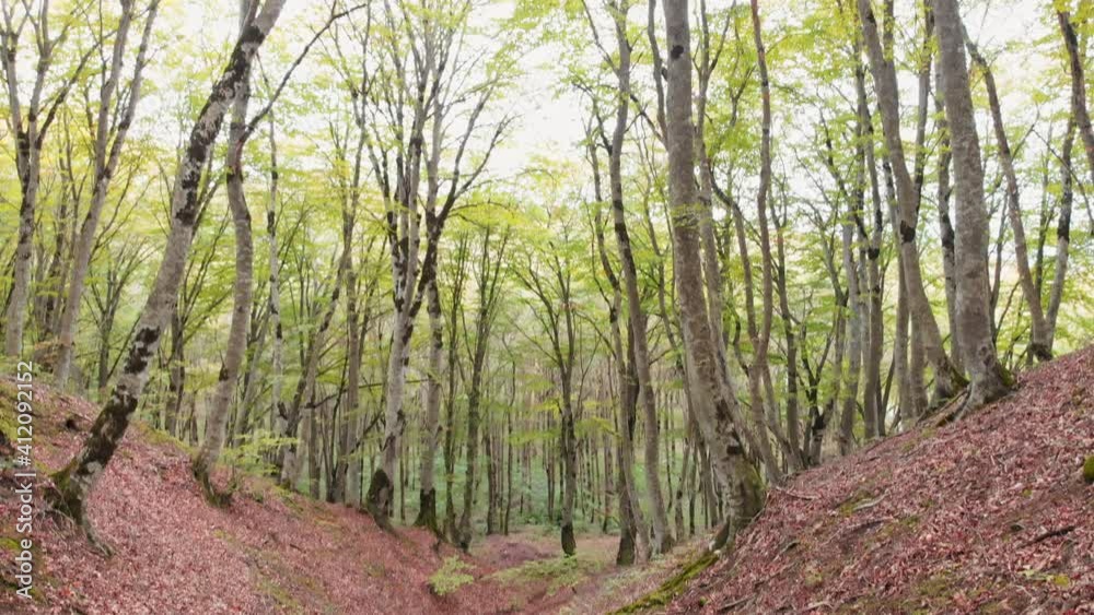 View up to Young beautiful blooming trees in caucasian forest with autumn leafs on ground. Sabaduri forest vegetation and seasons concept View up to Young beautiful blooming trees in caucasian forest with autumn leafs on ground. Sabaduri forest vegetation and seasons concept