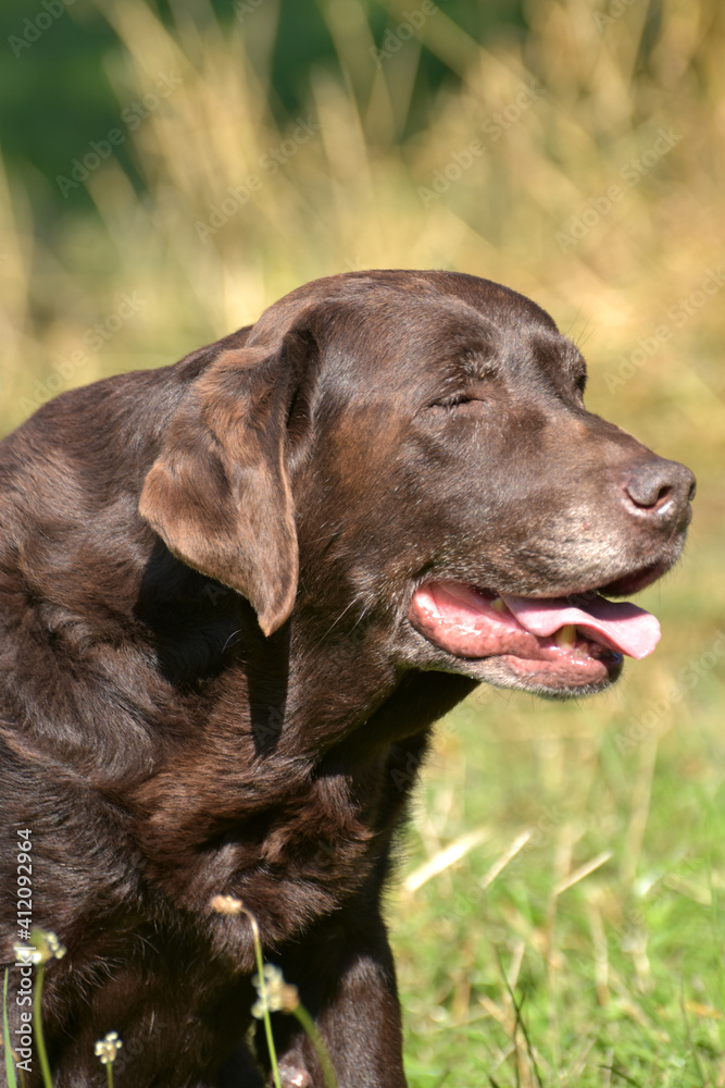 Alter Labrador