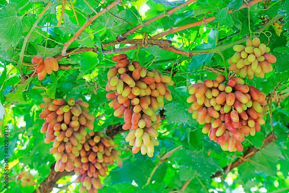 Mature grapes in a plantation in Lulong County, Hebei Province, China Mature grapes in a plantation in Lulong County, Hebei Province, China