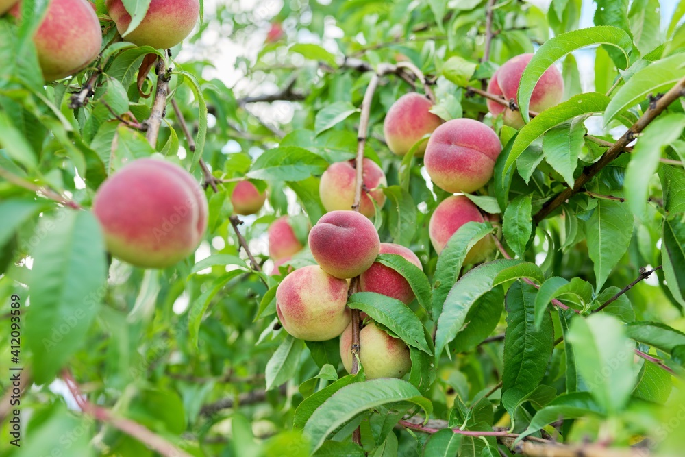Close-up of ripe peaches on tree, harvest of natural organic peaches in garden Close-up of ripe peaches on tree, harvest of natural organic peaches in garden