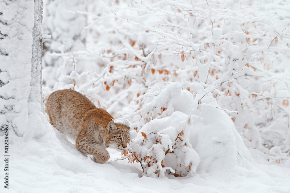 Lynx, winter wildlife. Cute big cat in habitat, cold condition. Snowy ... Biology Diagrams