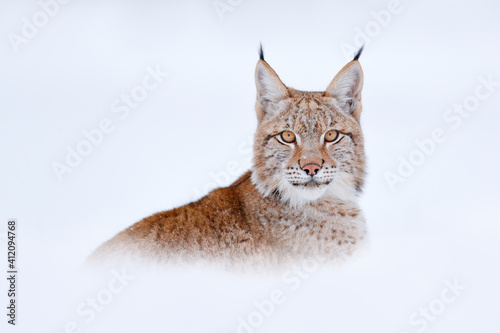 Photography Lynx in cold condition