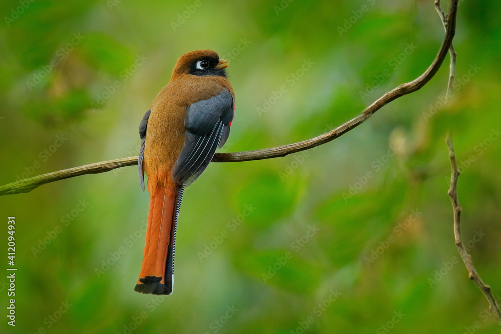 Fototapeta premium Masked Trogon, Trogon personatus red and brown bird in the nature habitat, San Isidro, Ecuador.