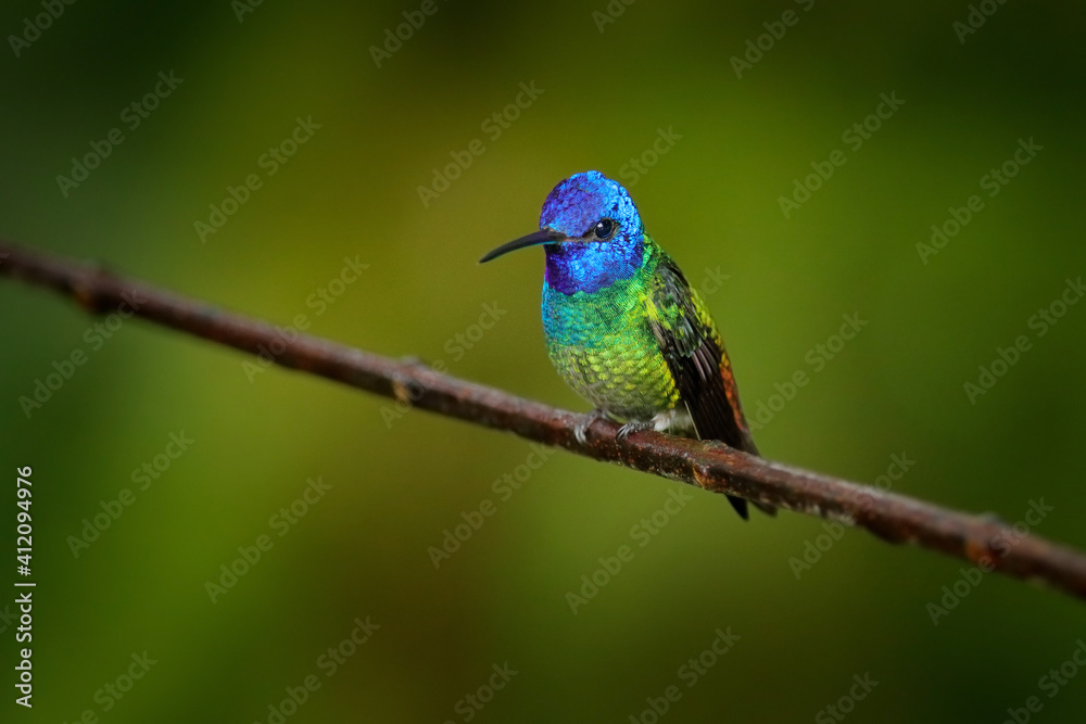 Green blue head hummingbird sitting on the branch in forest habitat. Wildlife Ecuador. Blue head hummingbird. Golden-tailed Sapphire, Chrysuronia oenone, Sumaco Napo-Galeras National Park in Ecuador.
