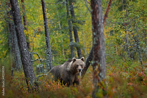 Bear hidden in yellow forest. Autumn trees with bear. Beautiful brown bear walking around lake, fall colours. Big danger animal in habitat. Wildlife scene from nature, Russia. © ondrejprosicky