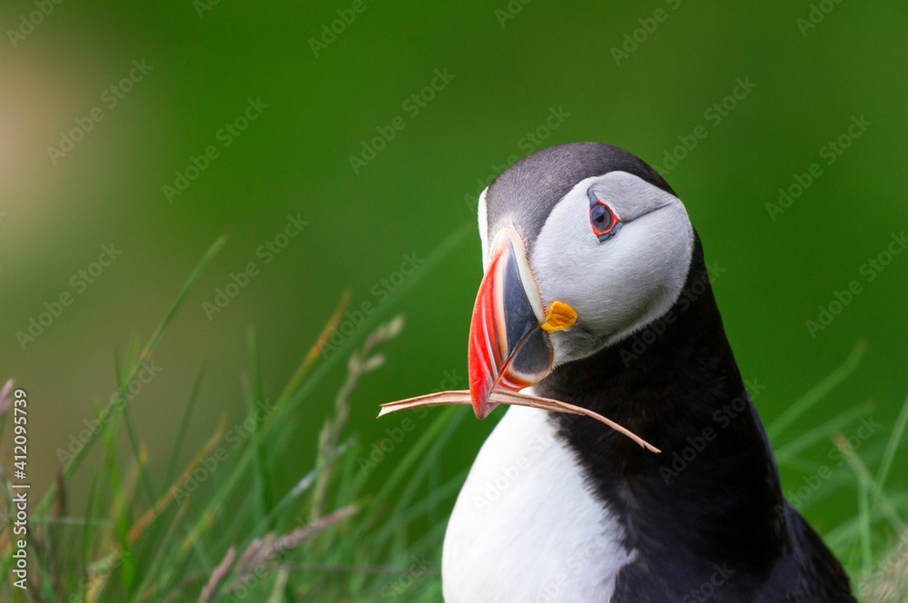 Close-up Of Puffin