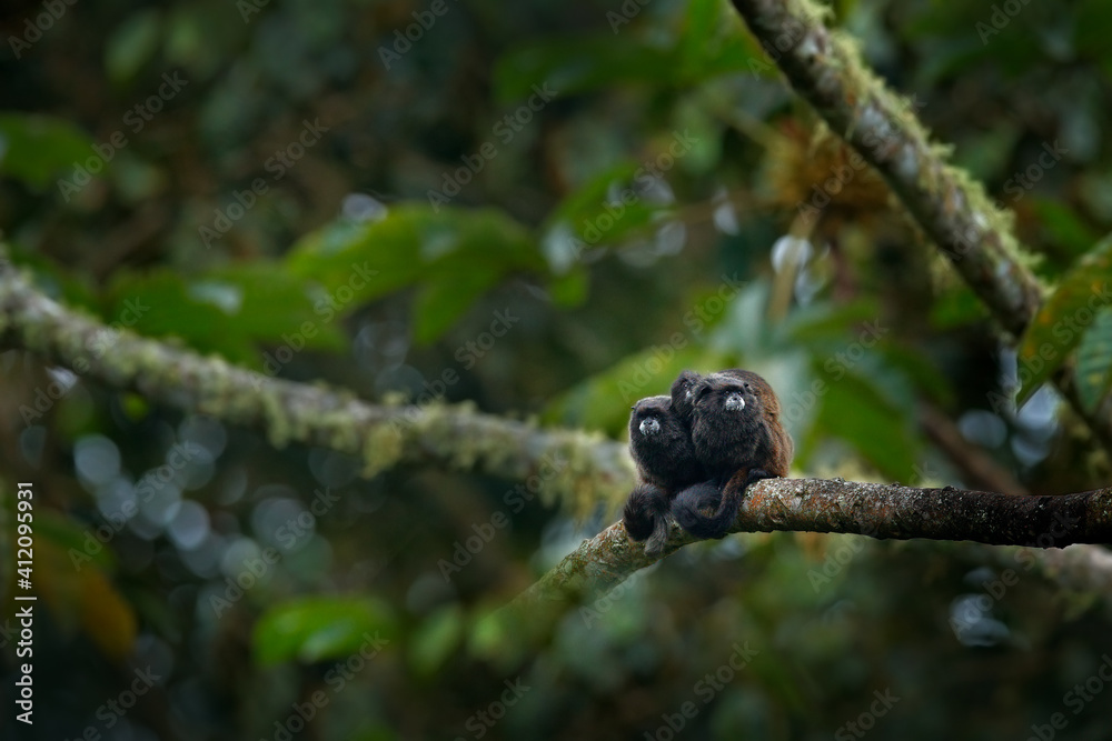 Black Mantle Tamarin monkey from Sumaco National Park in Ecuador. Wildlife scene from nature. Tamarin siting on the tree branch in the tropic jungle forest, animal in the habitat.