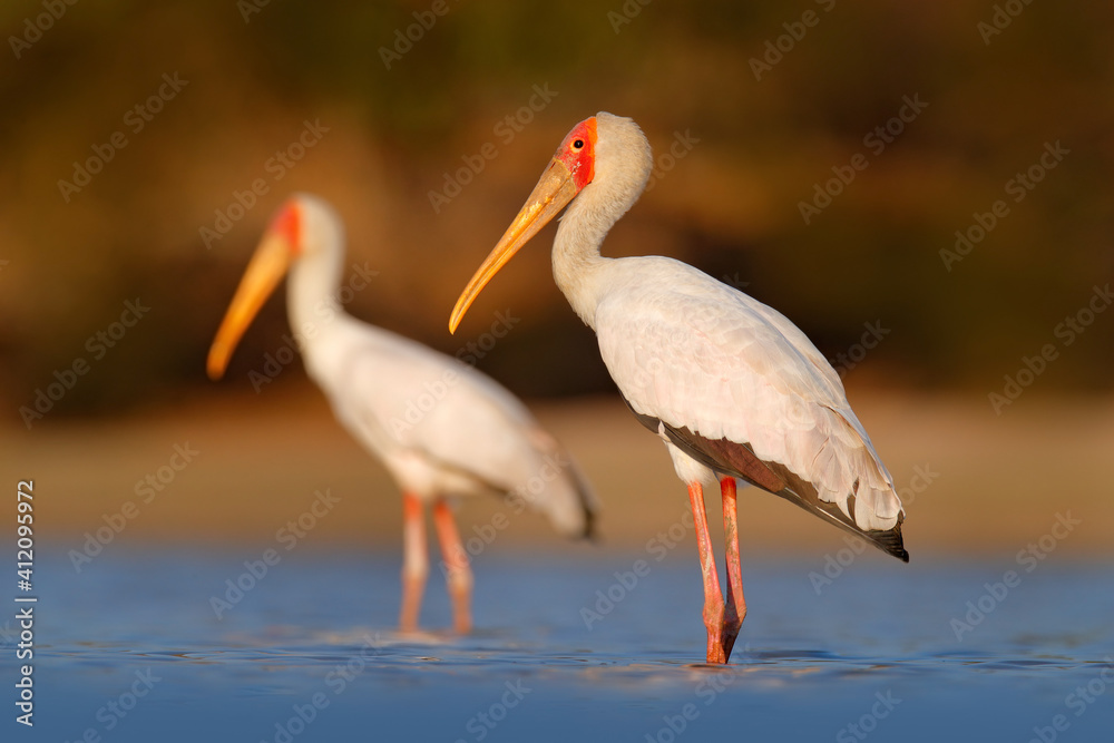 Fototapeta premium Afrika Stork in water. Yellow-billed Stork, Mycteria ibis, sitting in the grass, Tanzania. River with bird in Africa. Stork in nature march habitat, Mana Pools NP in Zimbabwe.