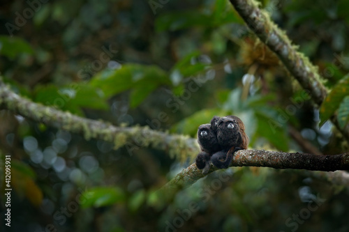 Black Mantle Tamarin monkey from Sumaco National Park in Ecuador. Wildlife scene from nature. Tamarin siting on the tree branch in the tropic jungle forest  animal in the habitat.