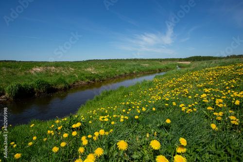 field with dandelions