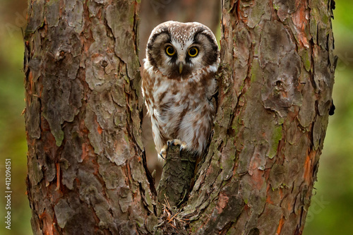 Boreal owl, Aegolius funereus, sitting on old tree trunk with clear green forest in background.