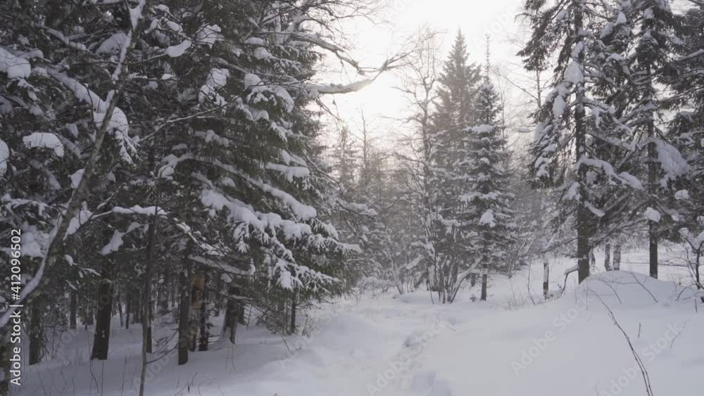 Walk through the winter forest with snow-covered trees on a beautiful frosty morning. Walk through the winter forest with snow-covered trees on a beautiful frosty morning.