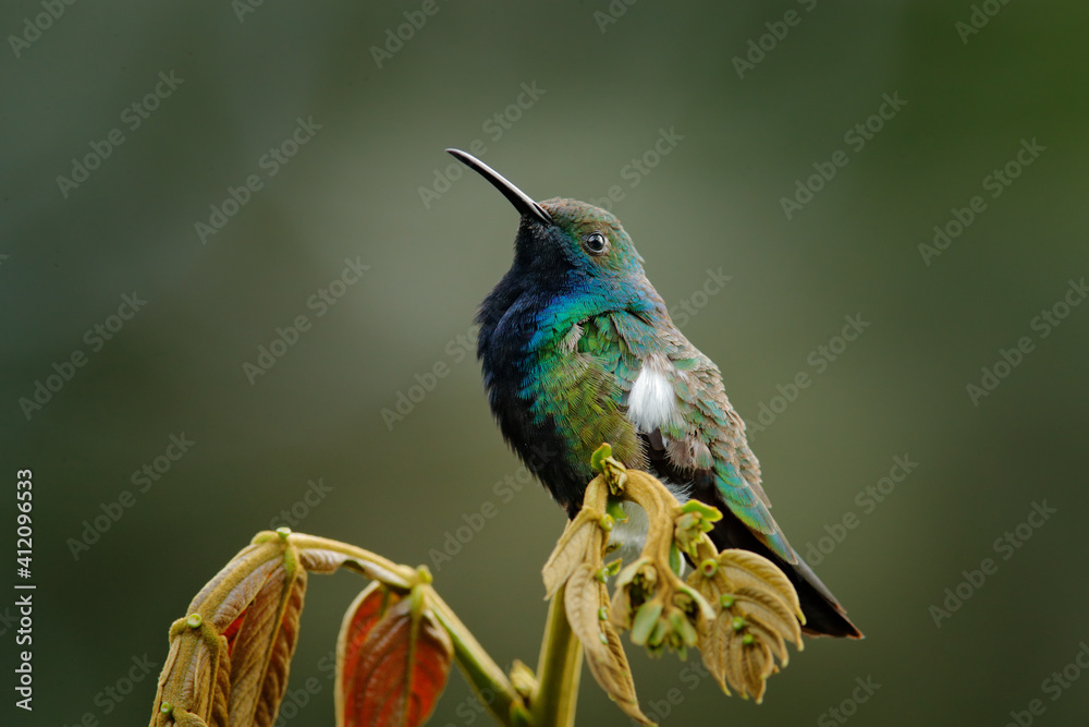 Fototapeta premium Bird in the nature habitat, Suzmaco in Ecuador. Green and blue Hummingbird Black-throated Mango, Anthracothorax nigricollis, sitting on the green vegetation in the tropic forest.