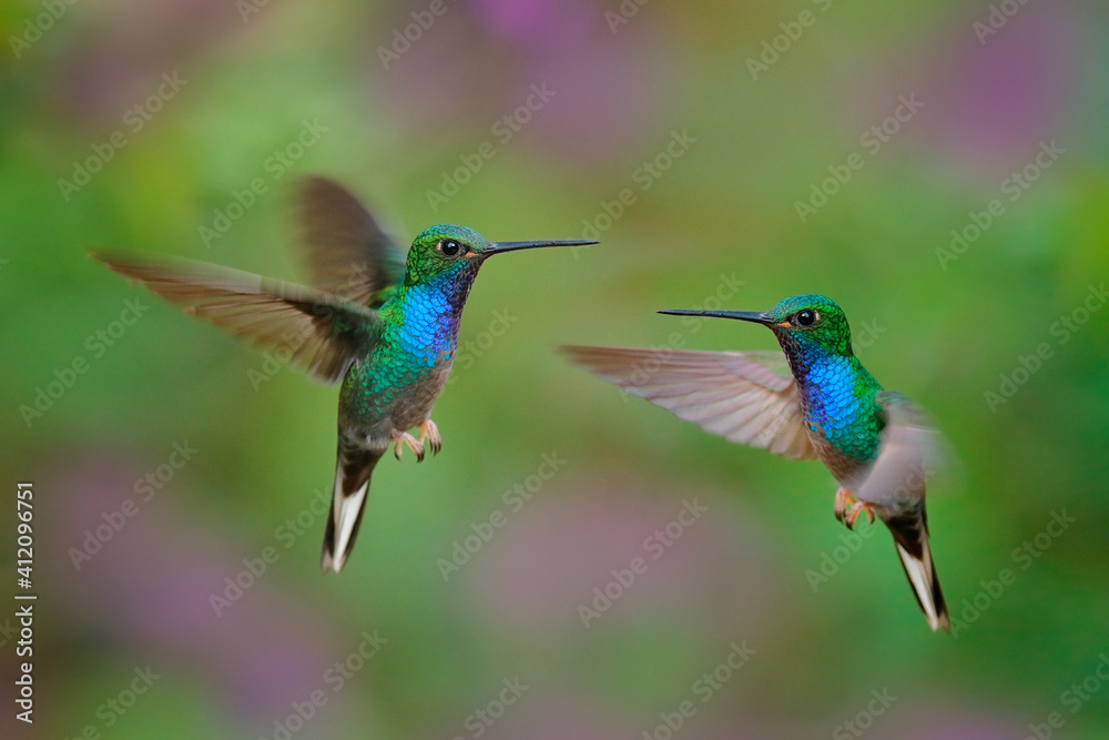 Fototapeta premium Green-backed Hillstar, Urochroa bougueri leucura, green blue hummingbird from San Isidro in Ecuador. Two birds fly fight in the tropic forest. Hummingbirds flight in nature habitat.