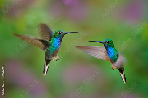 Green-backed Hillstar, Urochroa bougueri leucura, green blue hummingbird from San Isidro in Ecuador. Two birds fly fight in the tropic forest. Hummingbirds flight in nature habitat.