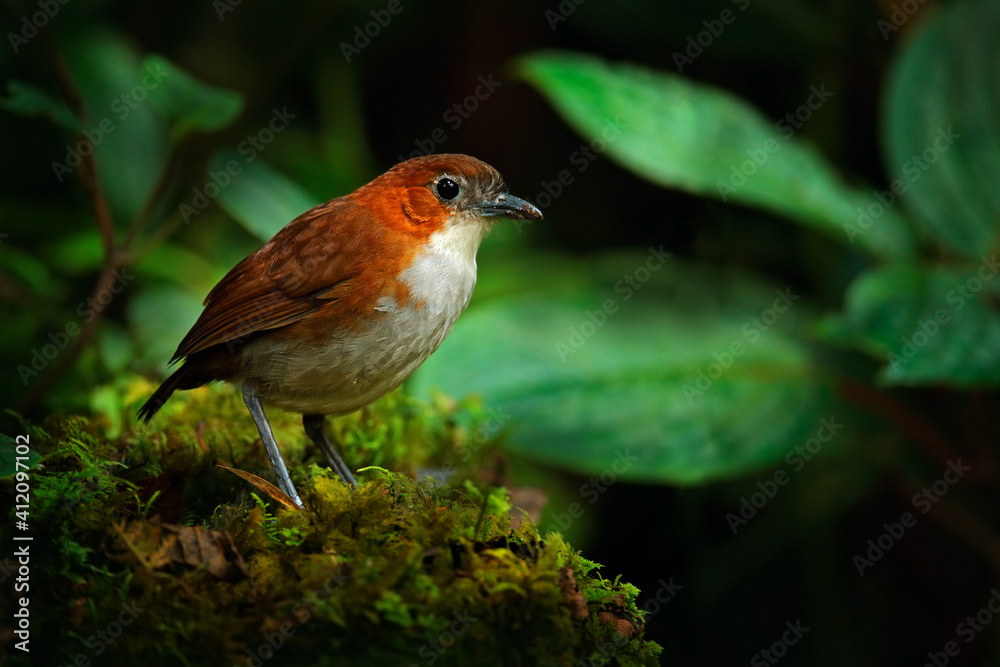 White-bellied antpitta, Grallaria hypoleuca, bird family Grallariidae, from Colombia, Ecuador and far northern Peru. Antpitta in the nature tropic forest habitat, San Isidro, Ecuador. Brown bird. White-bellied antpitta, Grallaria hypoleuca, bird family Grallariidae, from Colombia, Ecuador and far northern Peru. Antpitta in the nature tropic forest habitat, San Isidro, Ecuador. Brown bird.