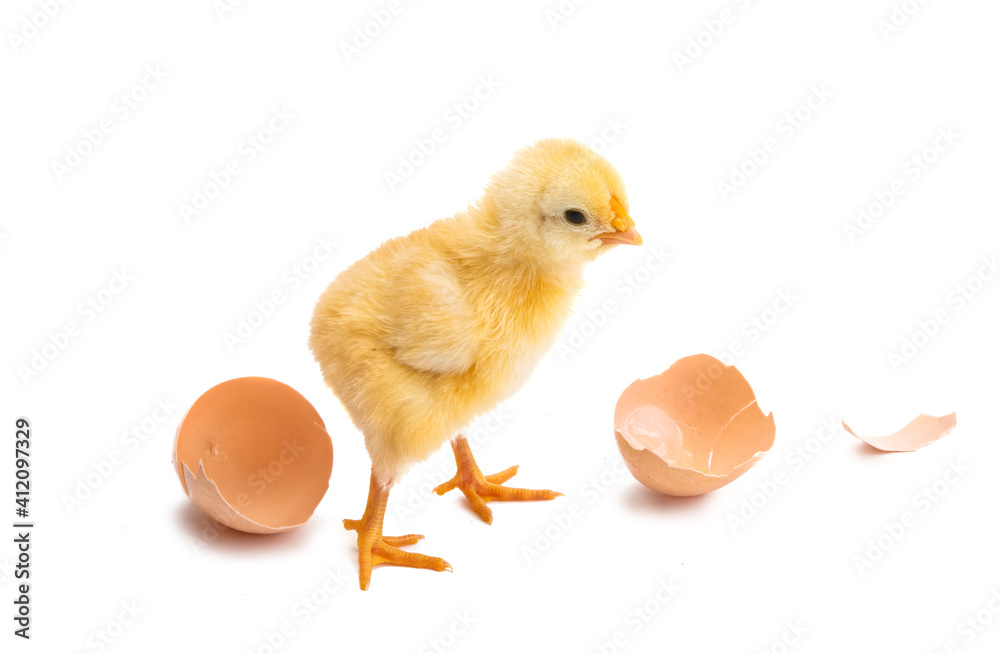 chicken isolated chicken isolated