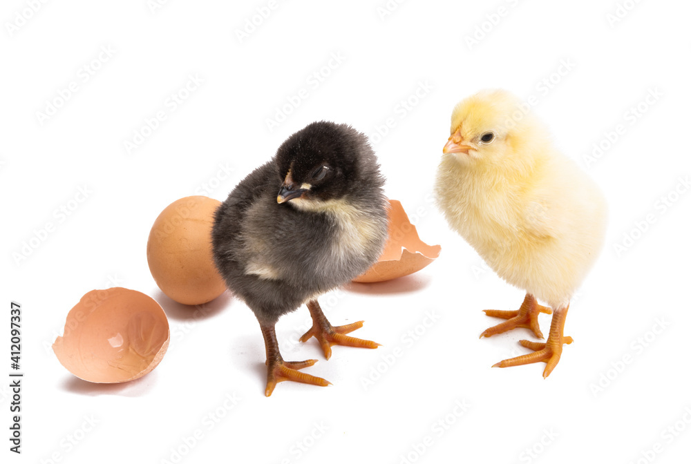 chicken isolated chicken isolated