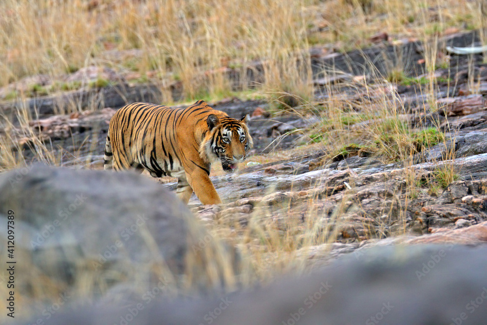 Fototapeta premium Indian tiger, wild animal in the nature habitat, Ranthambore NP, India. Big cat, endangered animal. End of dry season, beginning monsoon. Tiger from Asia.
