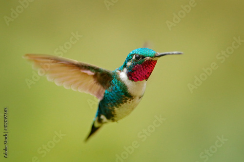 Fly detail, moving wings. White-bellied Woodstar, hummingbird with clear green background. Bird from Tandayapa, Ecuador. Flying hummingbird in tropical forest.