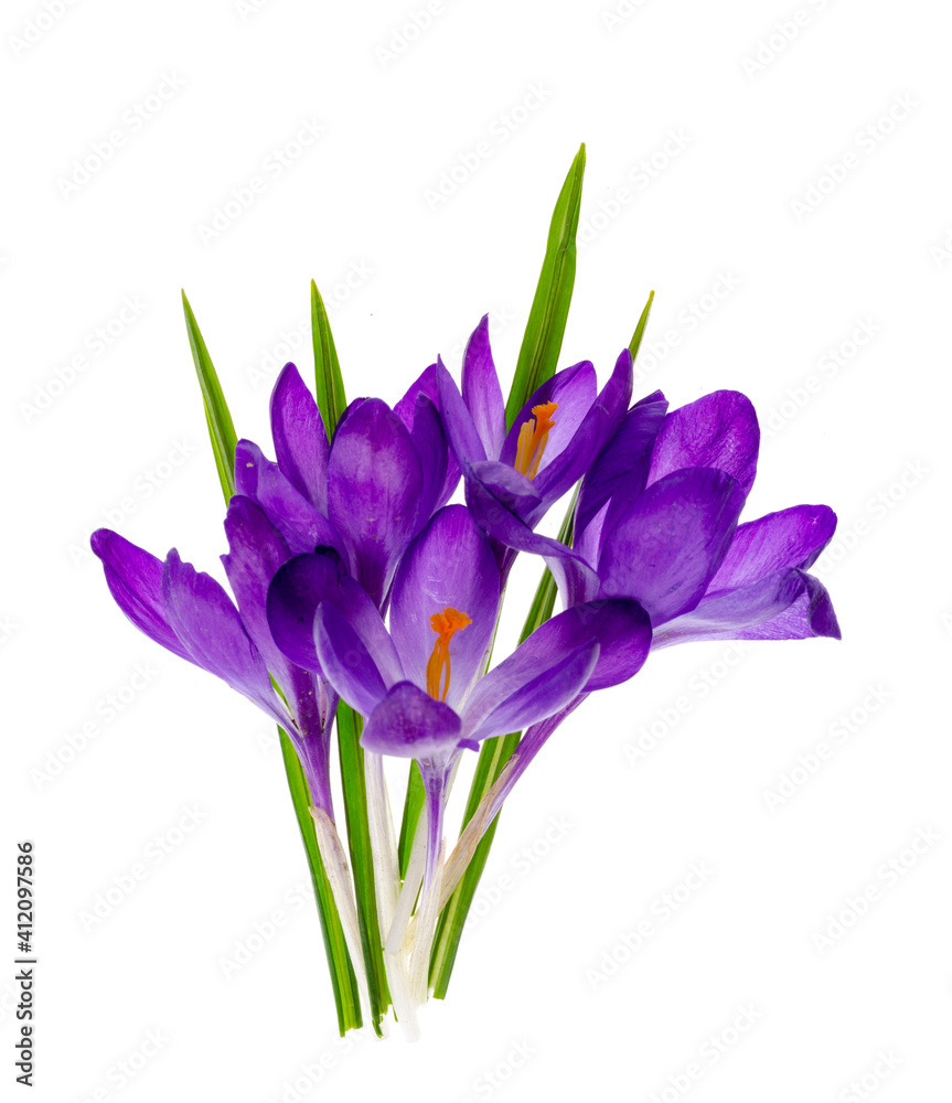 Purple crocus flowers isolated on white background. Purple crocus flowers isolated on white background.