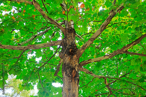 Close up photo of tree trunk of Paulownia fortunei