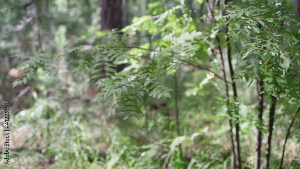 Rowan leaves on branch motion in the wind. Rowan leaves on branch motion in the wind.