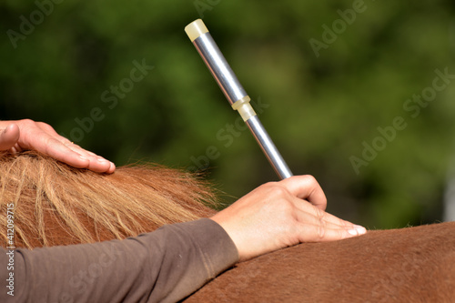 Laserakupunktur für Tiere photo