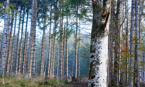 the colors of the forest in the early morning photo