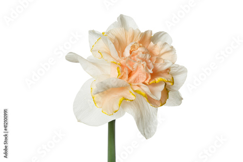 Tender daffodil with a terry peach center isolated on a white background.
