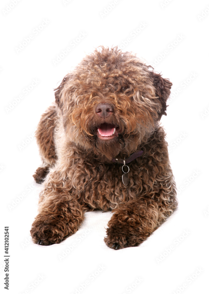 Fototapeta premium Lagotto Romagnolo 2