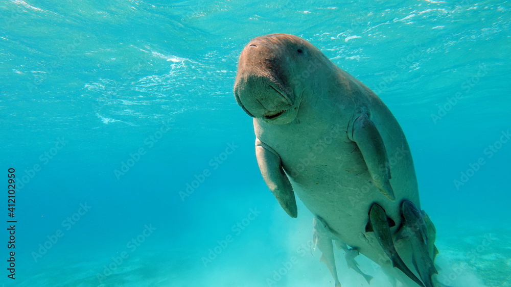 Fototapeta premium Dugongo. Sea Cow in Marsa Alam. Marsa Mubarak bay.