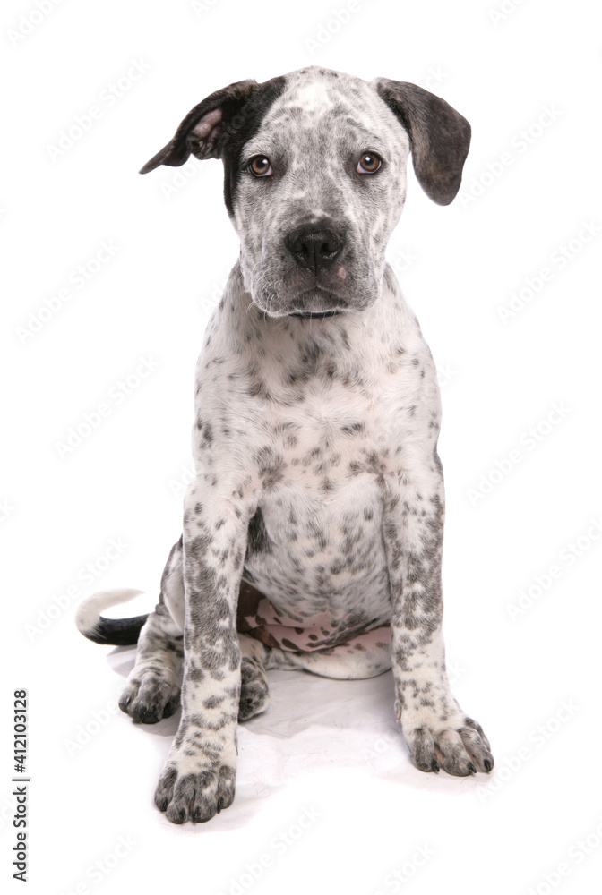staffordshire bull terrier cross american bulldog puppy