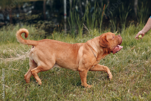 Portrait Dogue de Bordeaux. Dog mastiff animal pet.