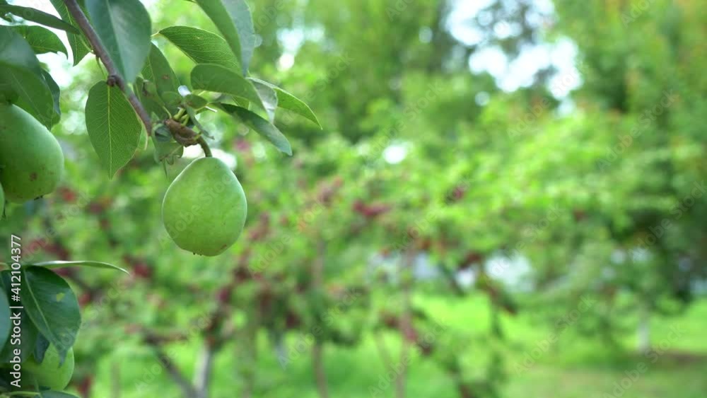 Pear in front of red plums on a branches of plum tree. Pear in front of red plums on a branches of plum tree.