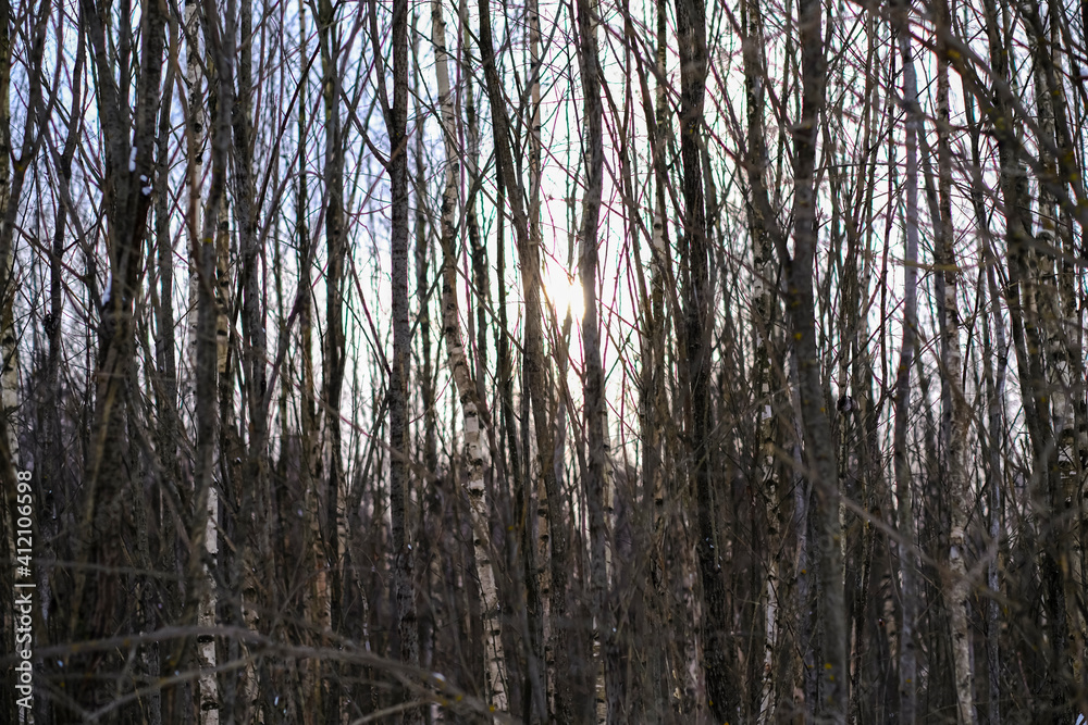 sunset in the forest sunset in the forest