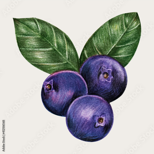 Blueberry vector hand-drawn in color-pencil