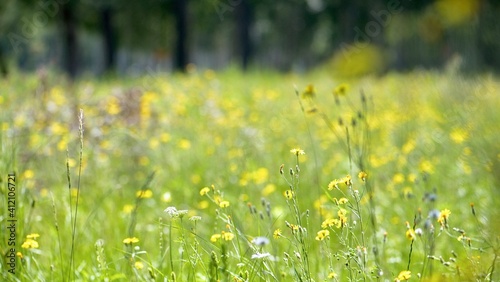 Blumenwiese im Nanhu Park, Changchun, Jilin, China © SONJA