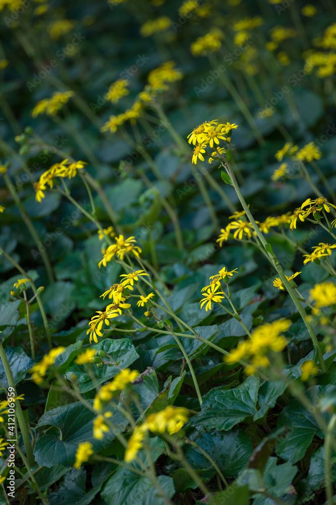 Obraz premium Yellow flowers