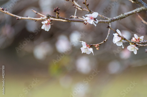 Close up of spring cherry blossom