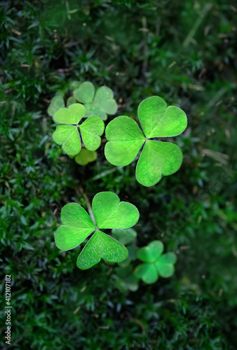 Clover leaves close up, nature magic background. green three-leaves plant in forest. shamrocks, St.Patrick`s day holiday symbol. flat lay