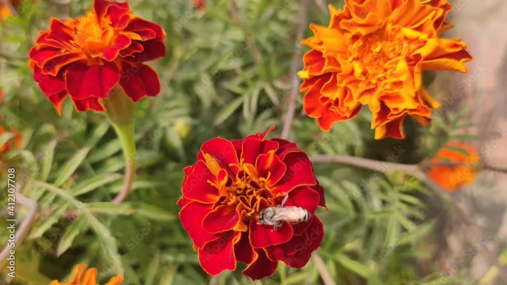 Bee on marigold flowers, honey bee drinking juice from blossoming marigold flowers Bee on marigold flowers, honey bee drinking juice from blossoming marigold flowers