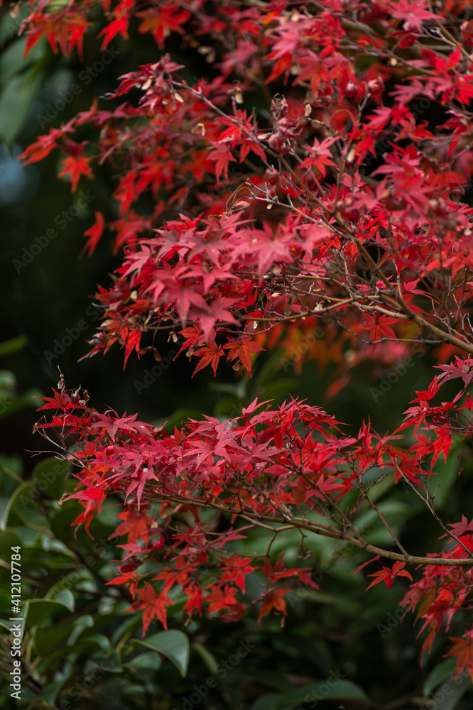 Autumn leafs of Japanese maple in sunshine day. Autumn leafs of Japanese maple in sunshine day.