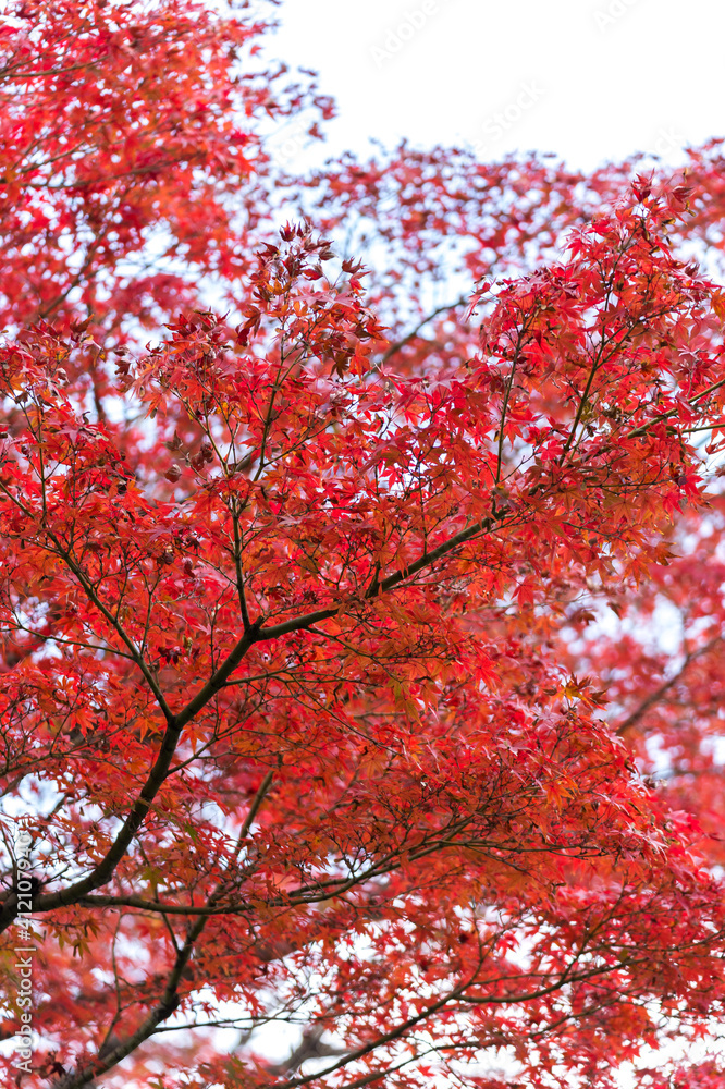 Autumn leafs of Japanese maple in sunshine day. Autumn leafs of Japanese maple in sunshine day.